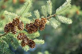 Can You Name That American Fir Tree Tree Identification Fir Tree Types Of Fir Trees