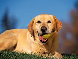 Grass Dogs Tennis Balls Depth Of Field Labrador Retriever 1600x1200 Wallpaper Art Hd Wallpaper Labrador Dog Labrador Retriever Labrador Retriever Puppies