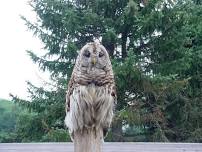 Owl Prowl