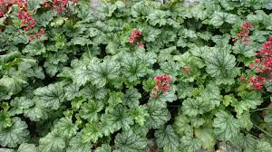 Image result for heuchera americana