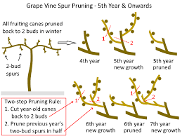 Image result for grape pruning