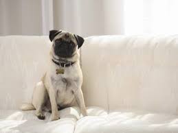 How To Make Dog Repellent For Furniture Dog Deodorizer Dog Shampoo Pet Urine