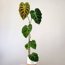 Philodendron Verrucosum Philodendron Plants Plant Aesthetic