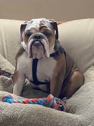 Unfortunately, hundreds of bulldogs are lost, abandoned, taken to animal shelters, or surrendered to rescues every year. Dogs For Adoption Near Park Ridge Il Petfinder