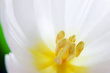 As spring arrives, there are beautiful flowers to enjoy. Tulip S Reproductive Parts Stock Image B780 0097 Science Photo Library