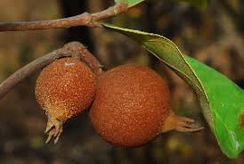 Image result for Rothmannia macrosiphon