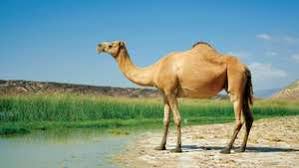 What does camel expression mean? Camel Description Humps Food Types Adaptations Facts Britannica
