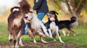Starting a pet sitting or dog walking business is a risky venture. How To Start A Pet Sitting Business Small Business Trends
