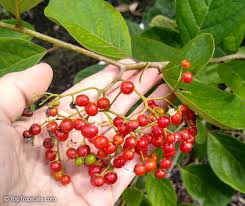 Image result for Rogiera cordata