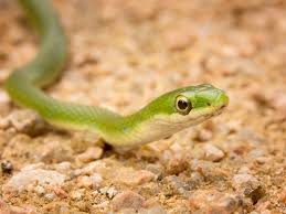 Baby florida green water snake. A Guide To Caring For Pet Green Snakes