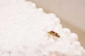 Dealing with bed bugs can be frustrating, especially when you can't see them. How Fast Bed Bugs Move