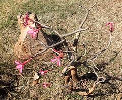 Image result for Adenium multiflorum