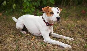 Jack Russell Terrier Breed Information