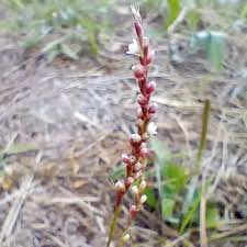 Image result for Persicaria decipiens