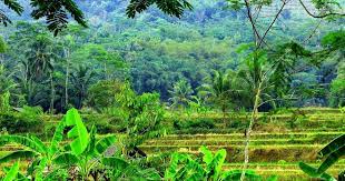 Hal ini disebut koyo sebuah alam musim gugur yang menyenangkan di jepang. Download Wallpaper Pemandangan Alam Indonesia Indofotograph Com Source Pinterest Com Download Gambar P Pemandangan Wallpaper Matahari Terbenam Fotografi Alam