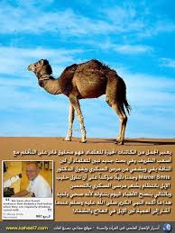 لبن الإبل Islam And Science Islam Facts Islam Quran