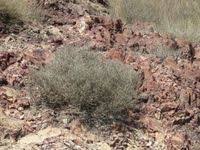 Image result for Seddera suffruticosa