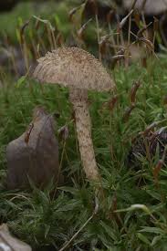 Image result for Inocybe hystrix