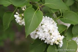 The beautiful peach tree prunus persica 'avalon pride' has showy pink flowers early in the spring season, followed by large, juicy peaches in summer. White Flowers For Sweet Perfume Janet Davis Explores Colour