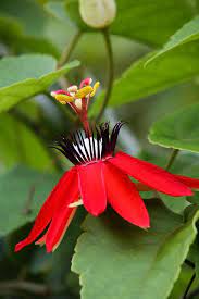 Passiflora Amazing Flowers Beautiful Flowers Unusual Flowers