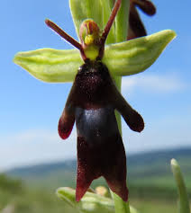 Image result for Ophrypetalum