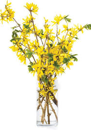 Flowers will open in about 10 days. The Multiple Facets Of Forsythia Newport This Week