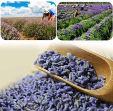 Dried flowers for bath bulk. Buy Taeery Dried Flowers For Soap Making Scents Kits Diy Soap Supplies Candle Making Includes Lavender Rose Jasmine Chrysanthemum Lemon Mint Set Food Grade Bulk Dried Flowers Herbs Kit For Bath Bombs Online In Vietnam B085wp8zf5