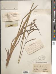 Image result for Paspalum plicatulum