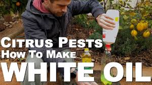 The genus is hardy in u.s. Citrus Pests How To Make White Oil Youtube