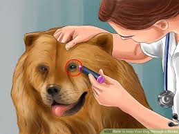 We did not find results for: How To Help Your Dog Through A Stroke Mintbowl Dog Wheelchair India Handicap Paralyzed Disabled Dogs Cats Labrador German Shepherd Pomeranian Pug Dachshund Wheelchair Dog Wheelchairs India