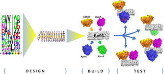 Check spelling or type a new query. Plant Cell Wall Architecture Guided Design Of Cbm3 Gh11 Chimeras With Enhanced Xylanase Activity Using A Tandem Repeat Left Handed B 3 Prism Scaffold Sciencedirect