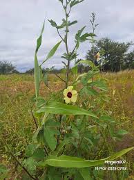 Image result for Hibiscus nigricaulis