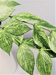 Image result for Ochna polyneura