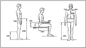 Anthropometry And Biomechanics Human Body Drawing Body Reference Drawing Human Figure Sketches