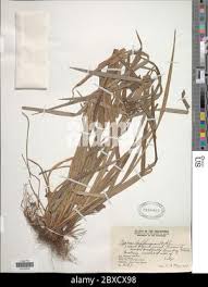 Image result for Andropogon amethystinus