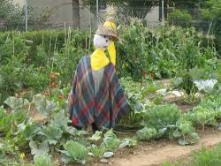 Activtes Pour La Classe Un Epouvantail Pour Le Jardin De L Ecole