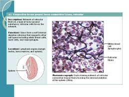 Reticular fibers are synthesized by special fibroblasts called reticular cells. Connective Tissue Dr Zahiri Whats The Main Role