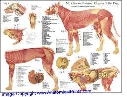 dog muscle and internal organs chart