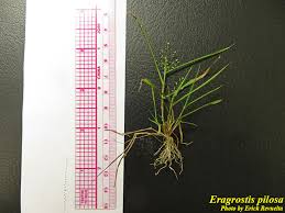 Image result for Eragrostis pilosa