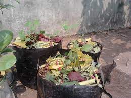 Bunga yang banyak menjadi tanaman hias di indonesia ini memiliki waktu tumbuh yang lama dan dapat dengan mudah ditemukan di pekarangan rumah masyarakat berbagai daerah. Menanam Bunga Matahari Ayo Berkebun Di Sekitar Rumah