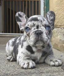 He is not given to unnecessary barking. Complete Guide To The French Bulldog Pets Kb