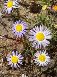 Image result for Felicia clavipilosa