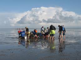 Hours, address, wattenmeer besucherzentrum wattenmeer, the huge mud flats along germany's north sea coast are an extraordinary sanctuary for. Wattenmeer Besucherzentrum Cuxhaven Wattenmeer Kalender