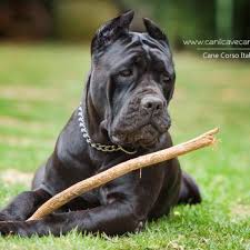 Canil De Mastim Napolitano Em Sp Pin Em Cane Corso