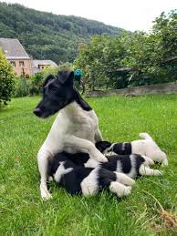 Image result for foxteriér hladkosrstý