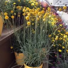 We did not find results for: Billy Buttons Golf Beauty Friends School Plant Sale