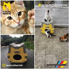 turkiye nin ilk isi yalitimli kedi evi mimarizm kedi kedi evi hayvan