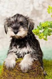 Reberstein's miniature schnauzers offers quality akc champion bred black miniature schnauzer puppies with a lifetime health guarantee. Miniature Schnauzers Kellys Kennels