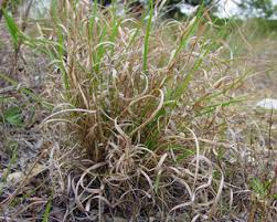 Image result for Panicum