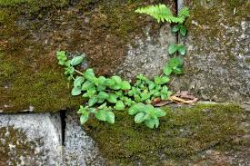 Image result for Pouzolzia parasitica